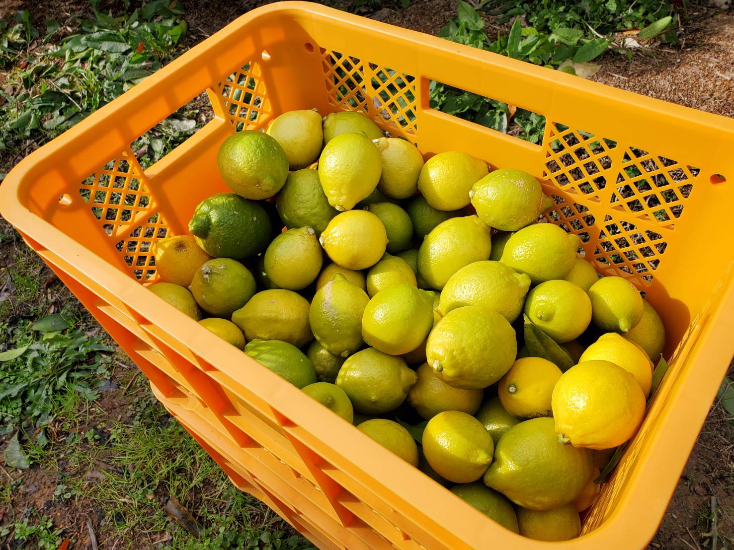 うちうらレモン