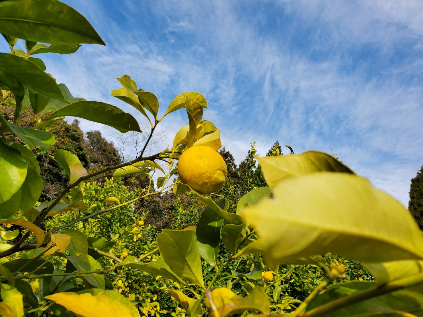 うちうらレモン